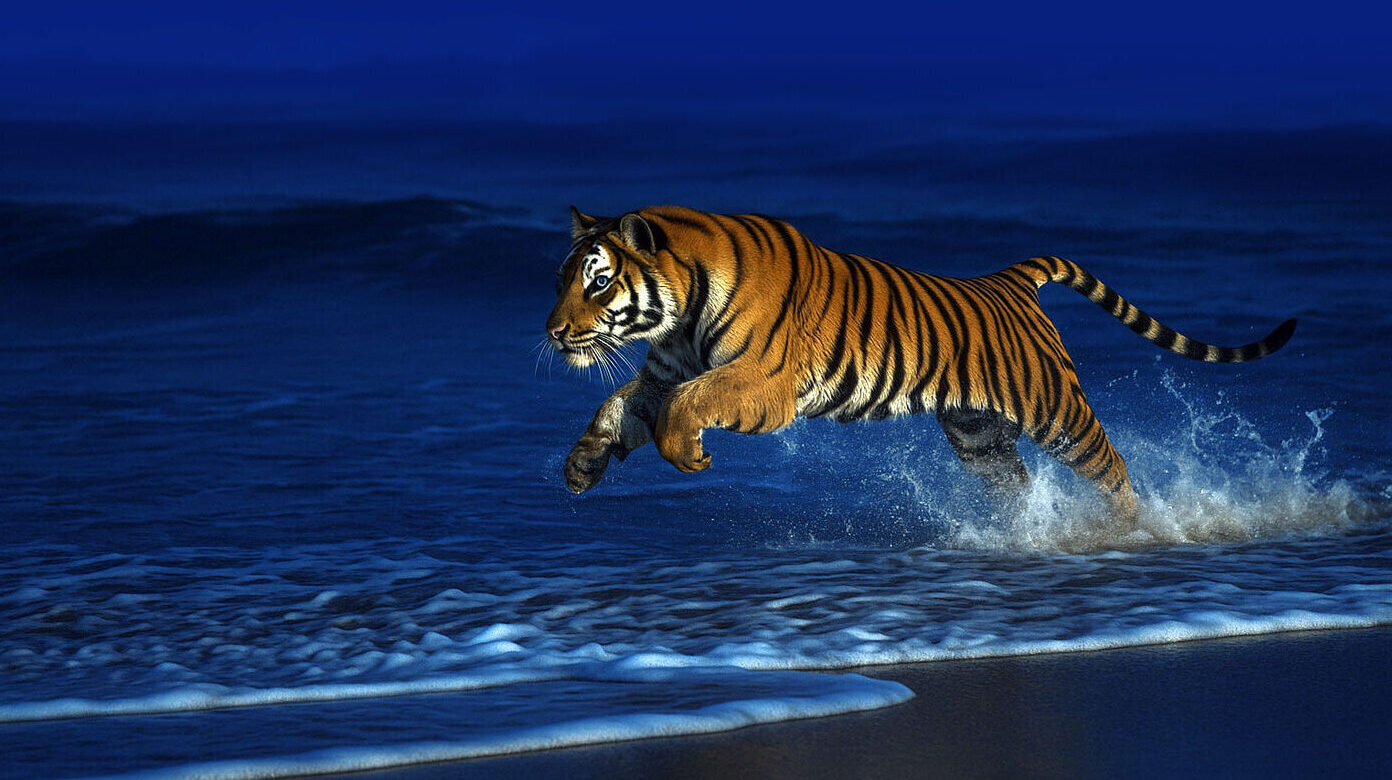 Tiger in Bewegung als Sinnbild für innere Kraft, Klarheit und Lebensenergie.